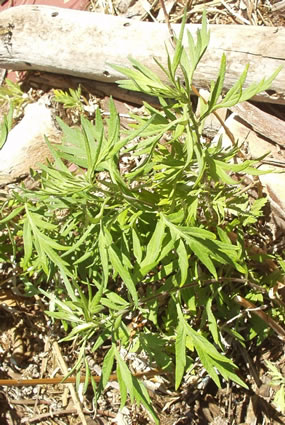 Moxa Weed: Details, Properties, Effects